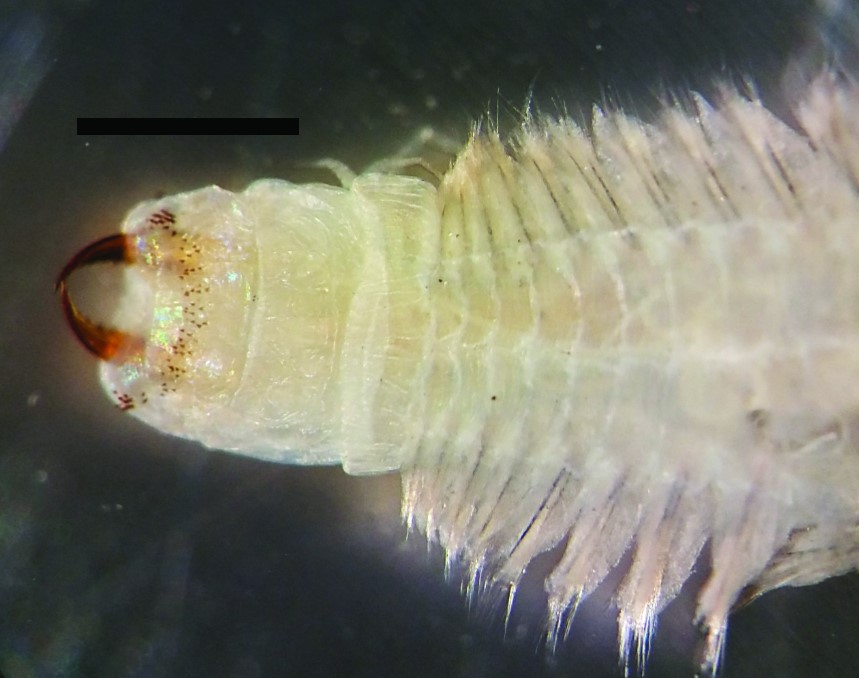Specimen image